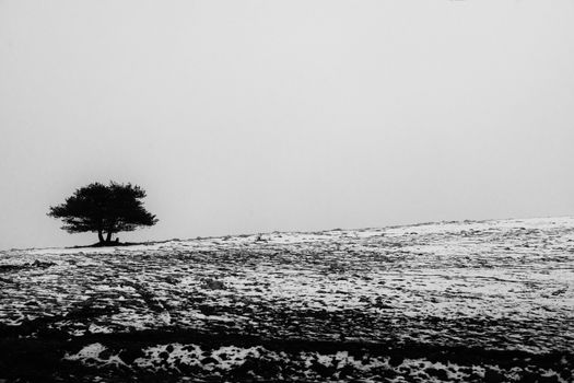 Black and white photo of a solitary tree on a snowy hillside, conveying isolation.