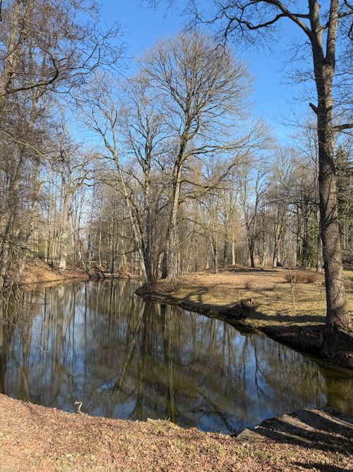 Free Tranquil forest scene with a calm river reflecting bare trees in early spring near Riga, Latvia. Stock Photo