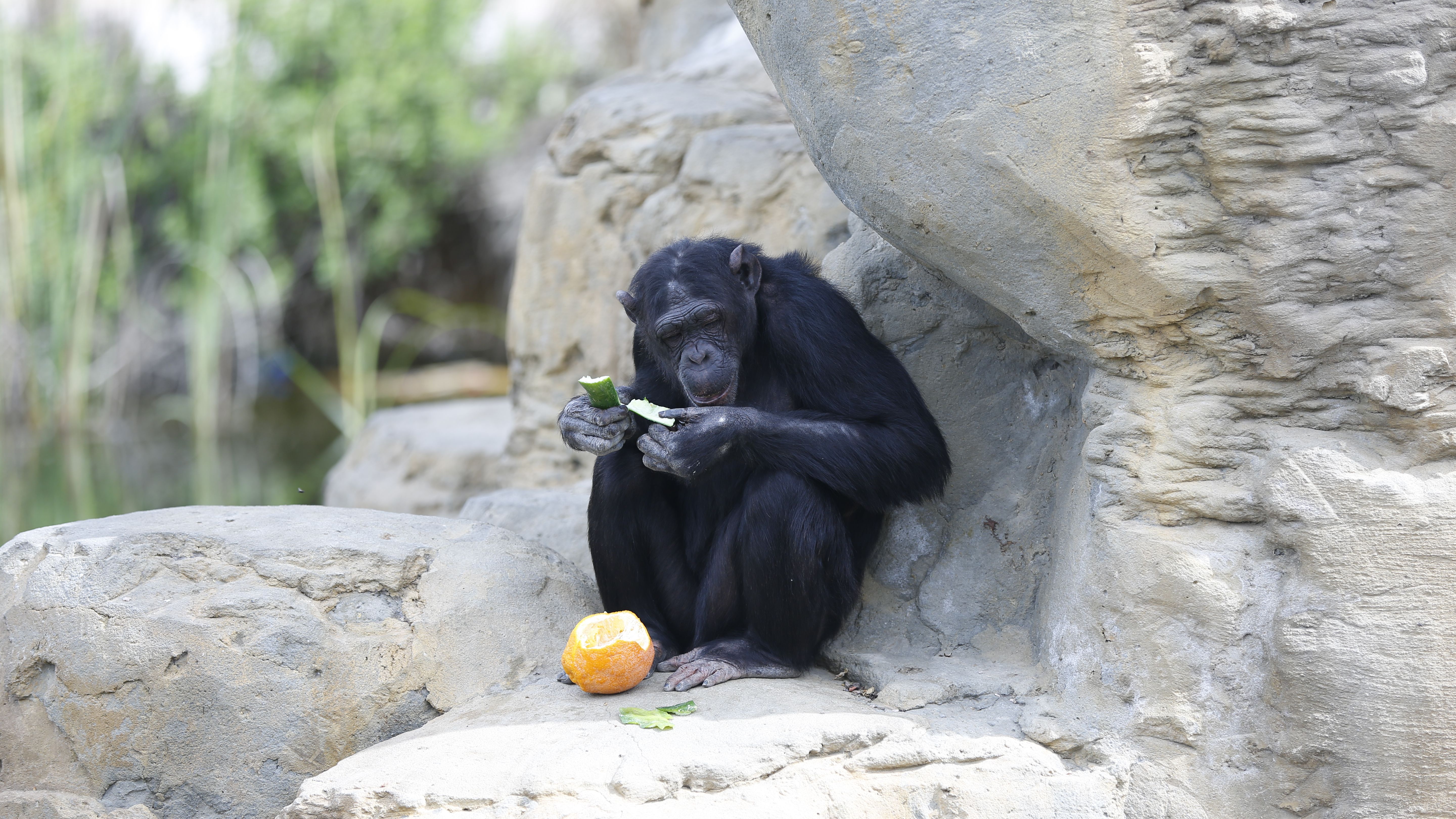 Chimpanzee Eating Fruit on Rock in Zoo Habitat · Free Stock Photo