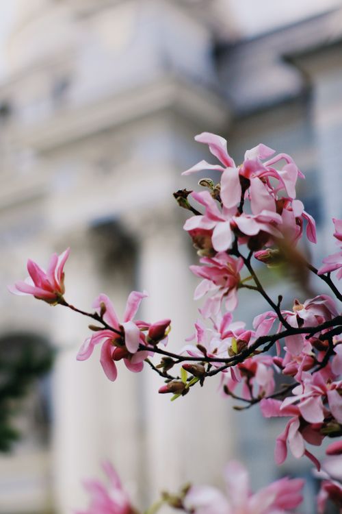 Free Close-up of pink magnolia flowers with Romanian architecture in the background. Stock Photo