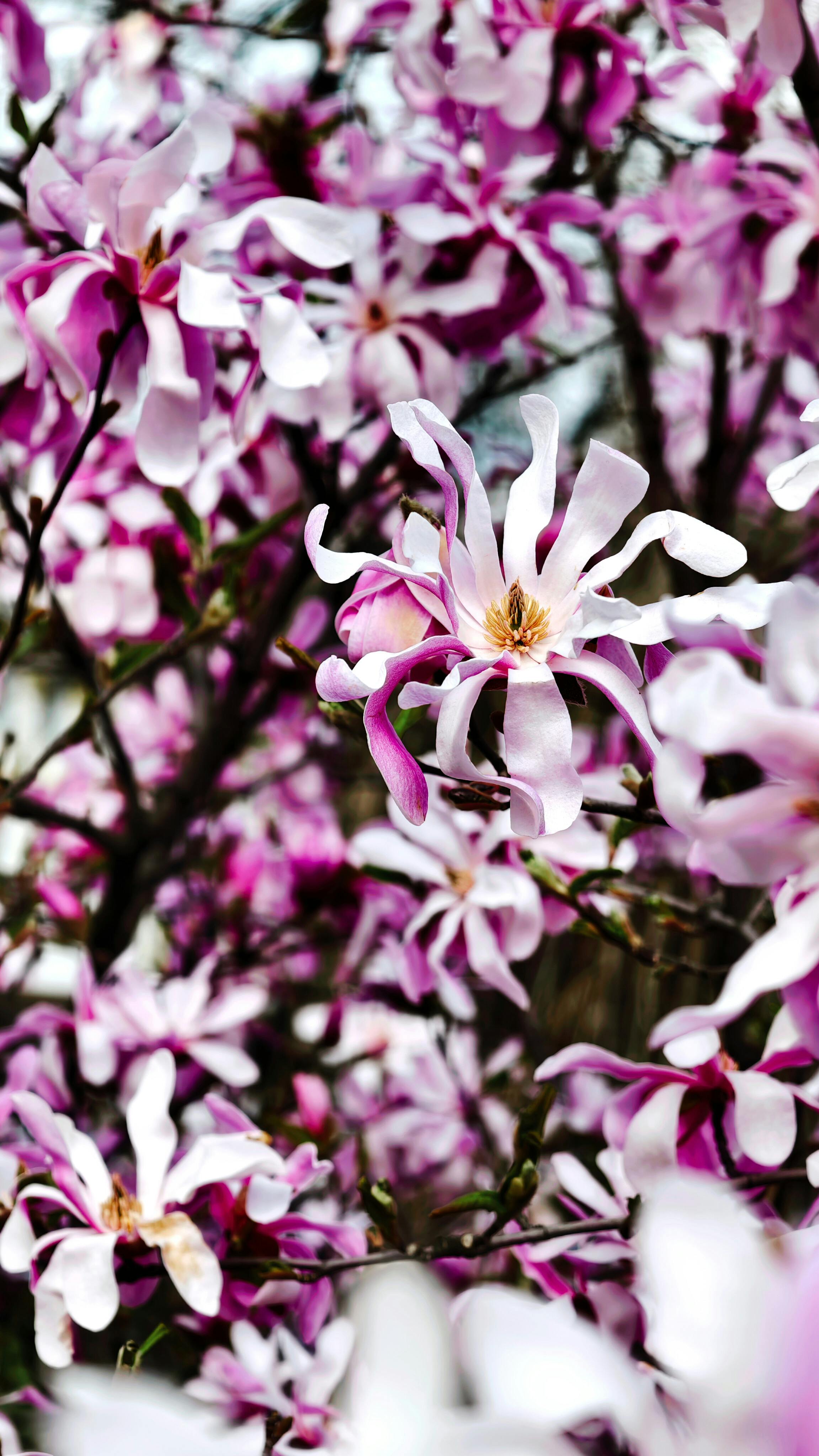 [ColoSach]-beautiful-close-up-of-pink-magnolia-flowers-in-full-bloom-during-spring.