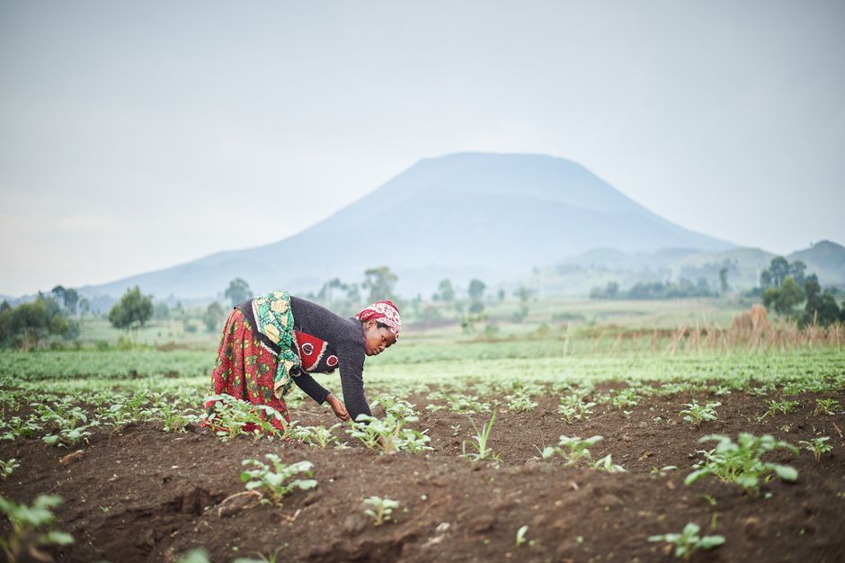 A farmer working a fertile highland field by hand — minimum disturbance keeps soil structure and moisture intact.