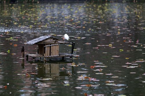 Free A single white bird perched on a small wooden structure floating in a leaf-covered pond. Stock Photo