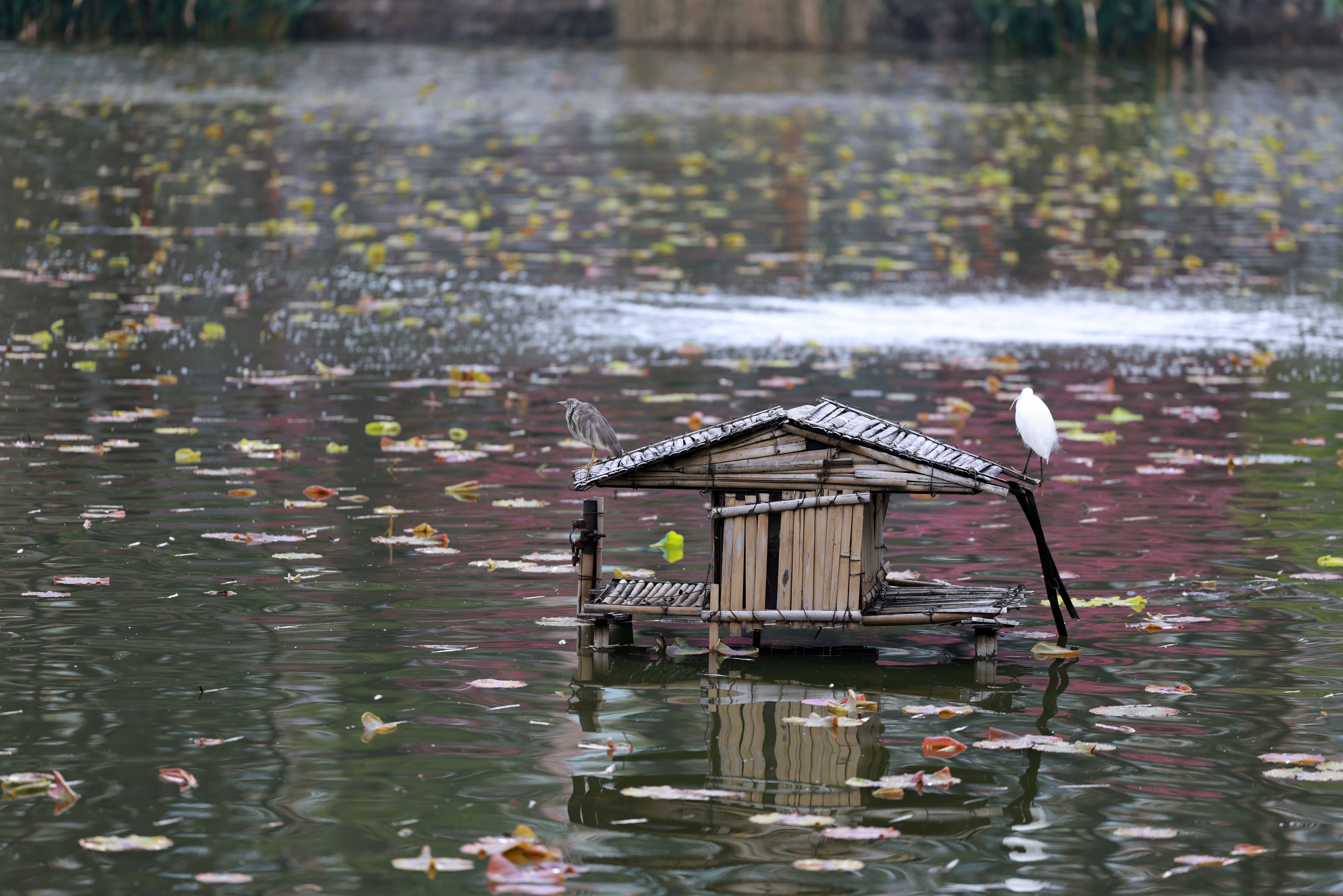 Serene Pond with Birds on Bamboo Raft · Free Stock Photo