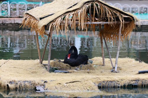 Free A black swan sits on a nest under a straw canopy in a serene pond setting. Stock Photo