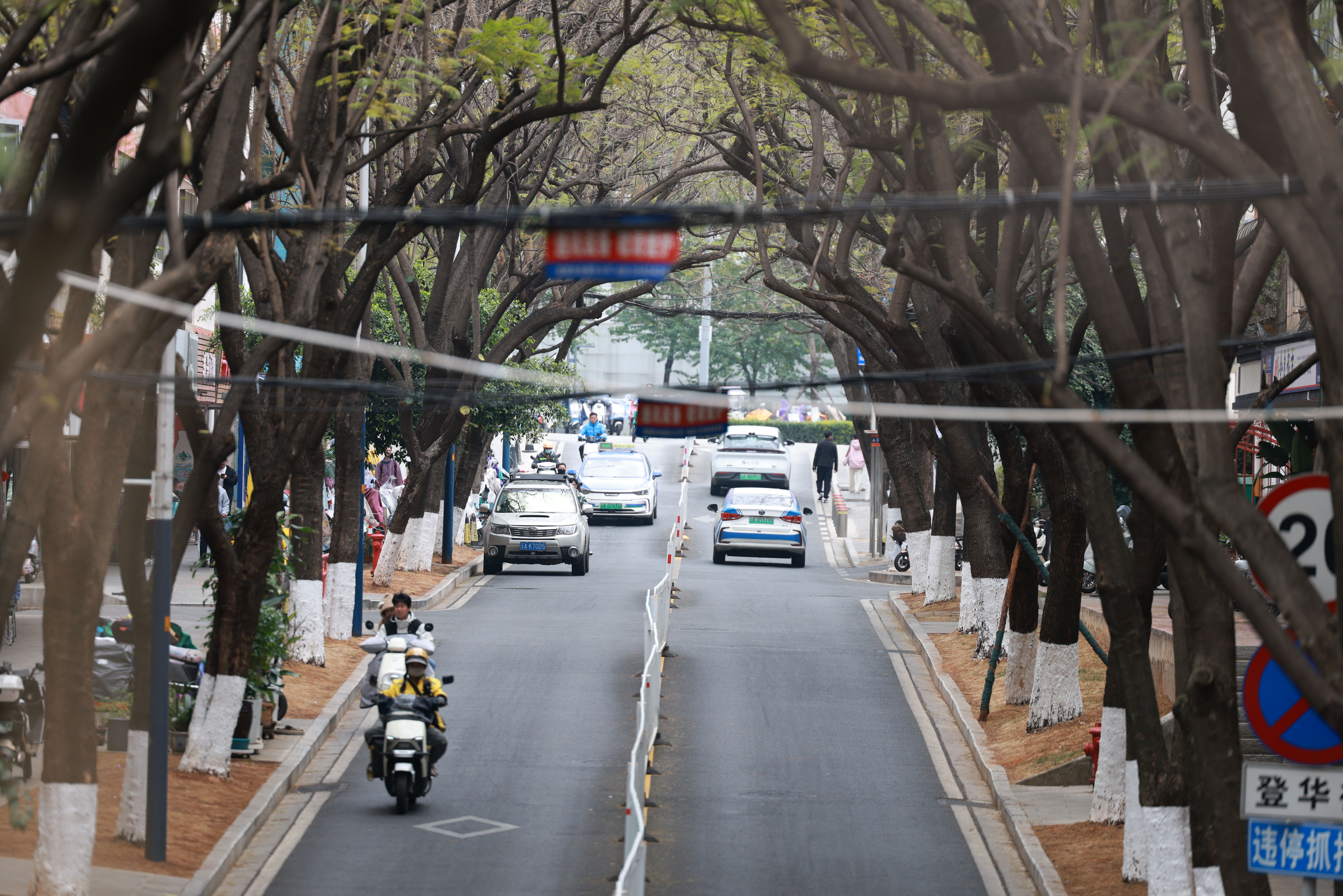 Tree-Lined Urban Street with Vehicles and People · Free Stock Photo