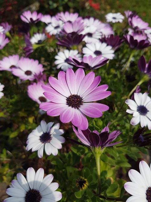 Free Close-up of vibrant pink and white Cape Daisies in full bloom under sunlight. Stock Photo