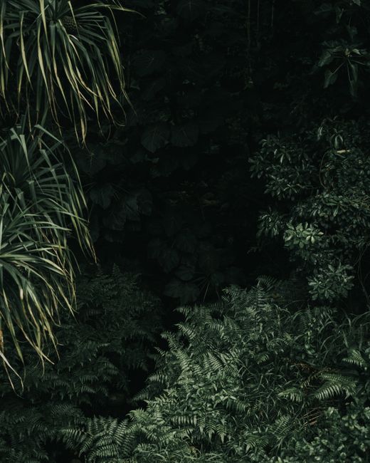 Dense green foliage in a Hawaiian jungle, showcasing tropical plant life.