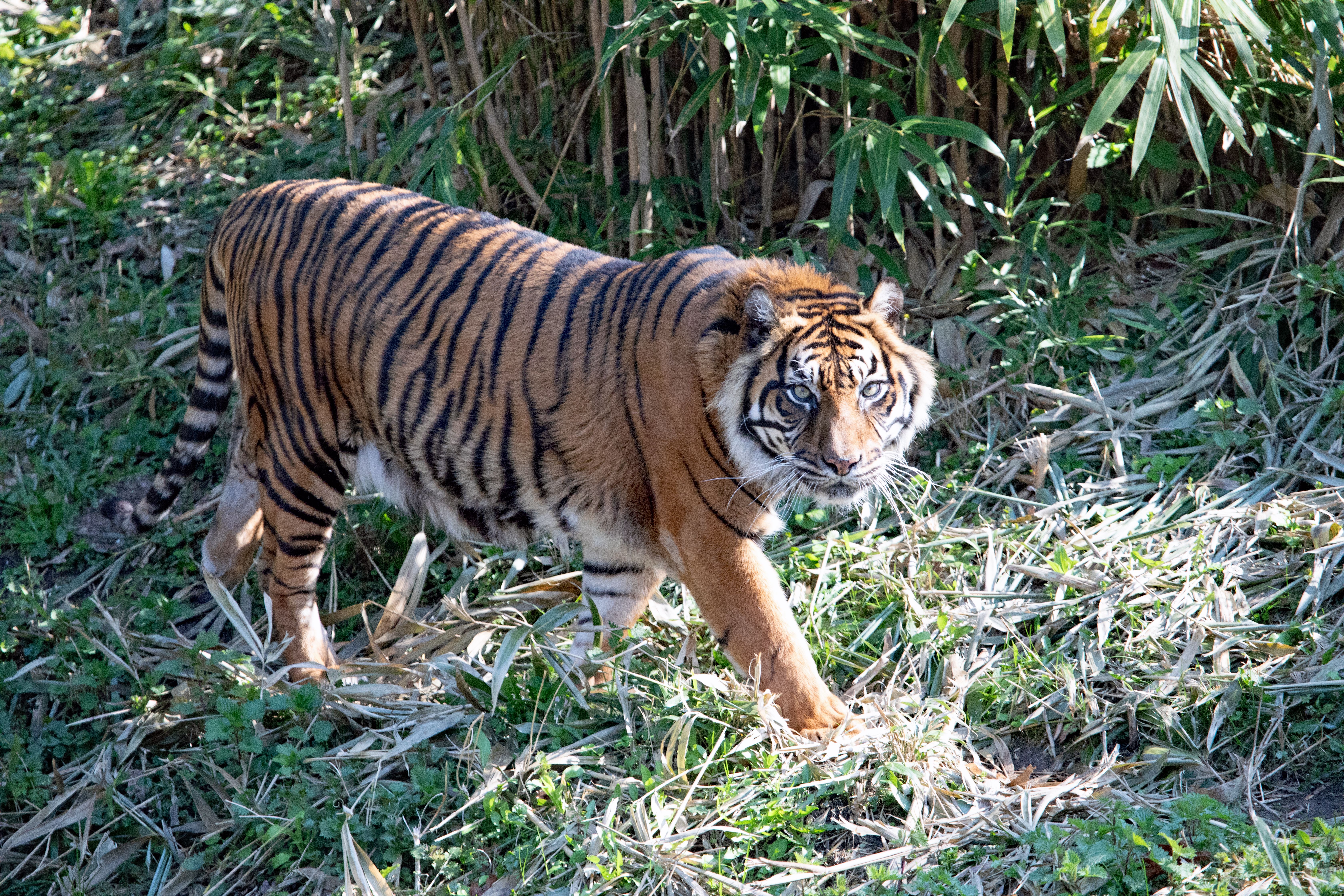 gratis Een majestueuze Sumatraanse tijger loopt door een met bamboe begroeide omgeving. Stockfoto