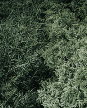 从空中俯瞰夏威夷森林，郁郁葱葱的蕨类植物和草地展现了大自然充满活力的纹理