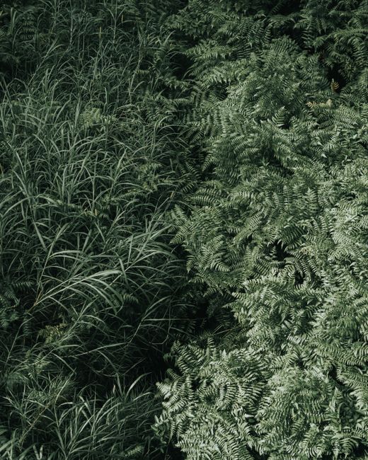 Aerial view of lush green ferns and grass in a Hawaiian forest, showcasing nature's vibrant textures.