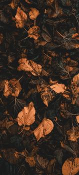 A rich tapestry of autumn leaves covering the forest floor, evoking a cozy fall atmosphere.