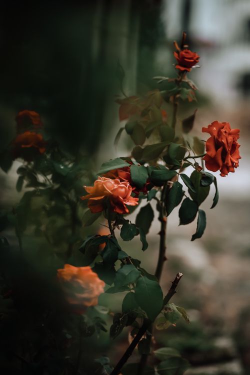 Free Stunning close-up of vibrant orange roses with lush green leaves, perfect for botanical and floral lovers. Stock Photo