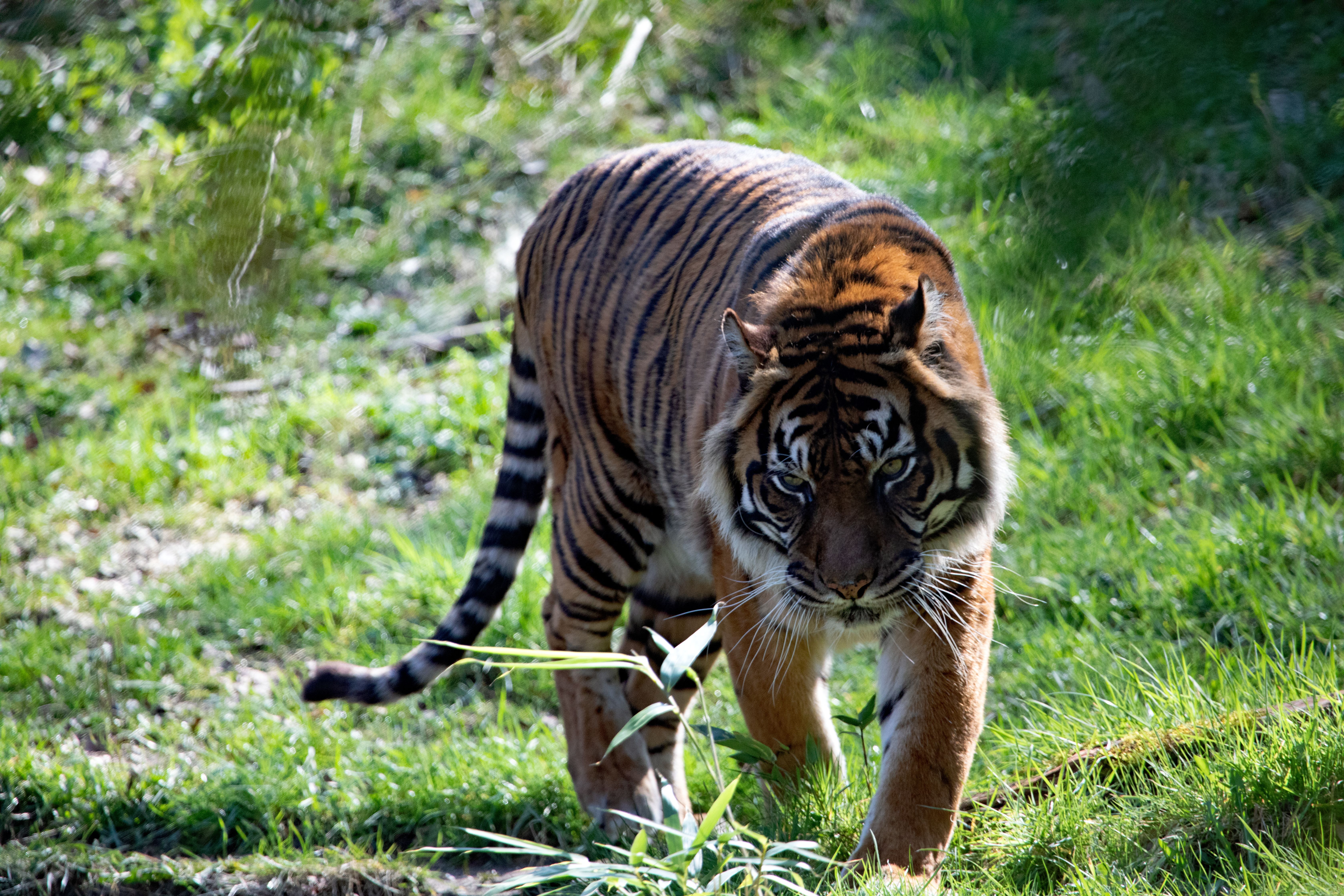 Pench National Park: The Jungle Book Habitat Tiger Safari Guide