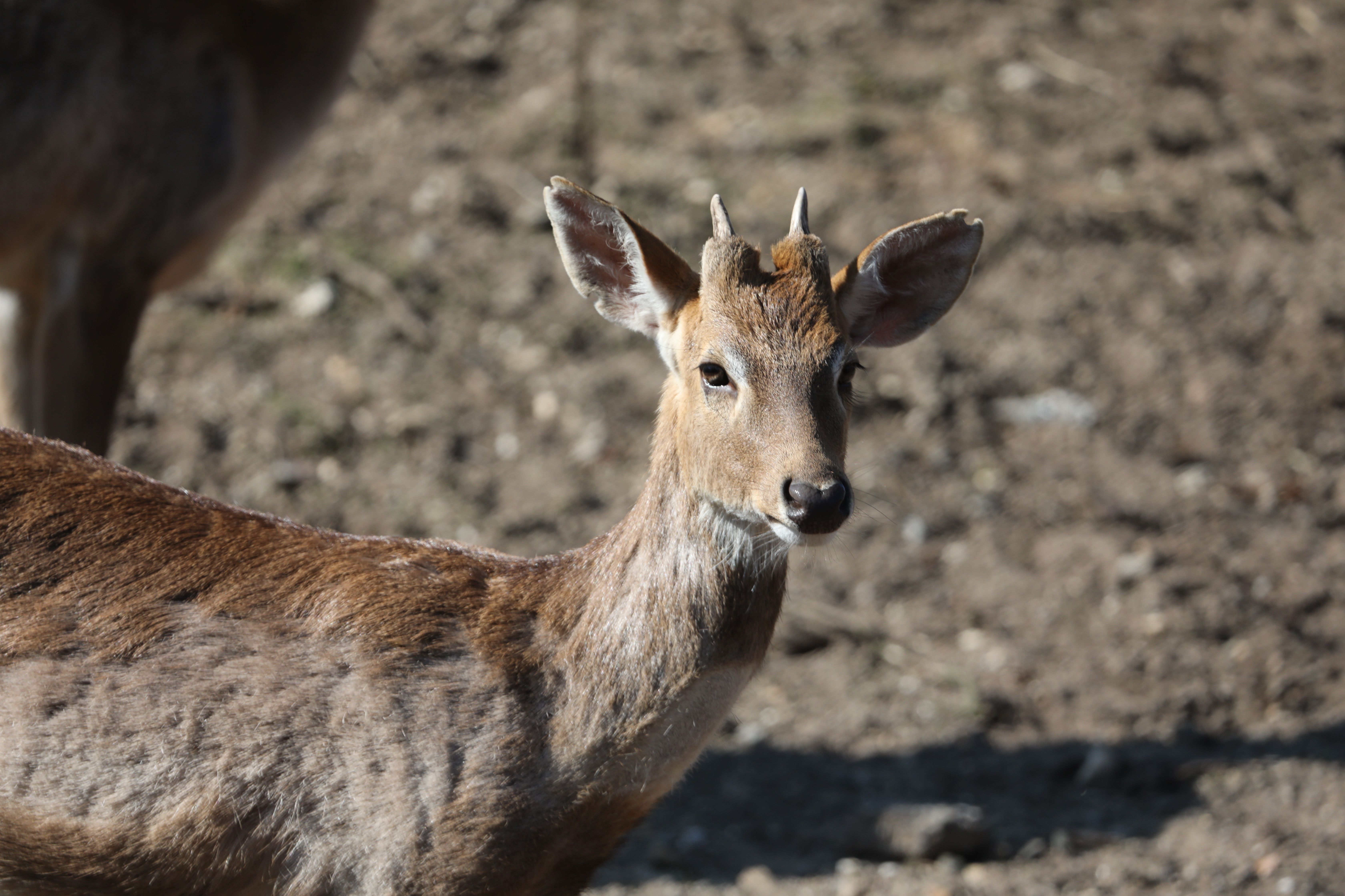 A young fallow deer standing in a sunlit forest, showcasing its natural habitat.