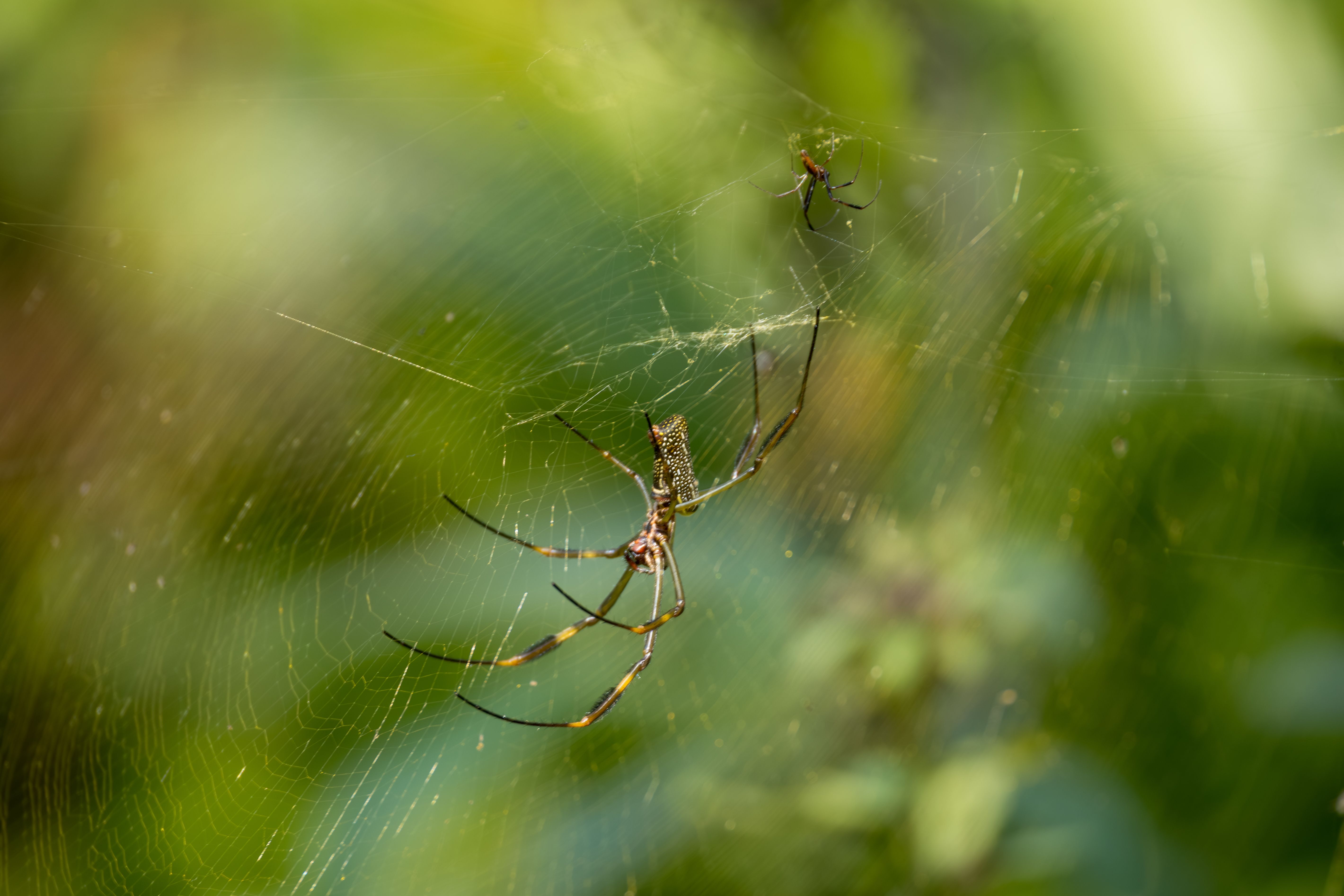 Close-Up of Orb Weaver Spider on Web · Free Stock Photo