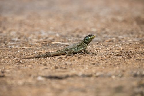Free A close-up of a lizard on a sandy surface, highlighting its natural camouflage and environment. Stock Photo