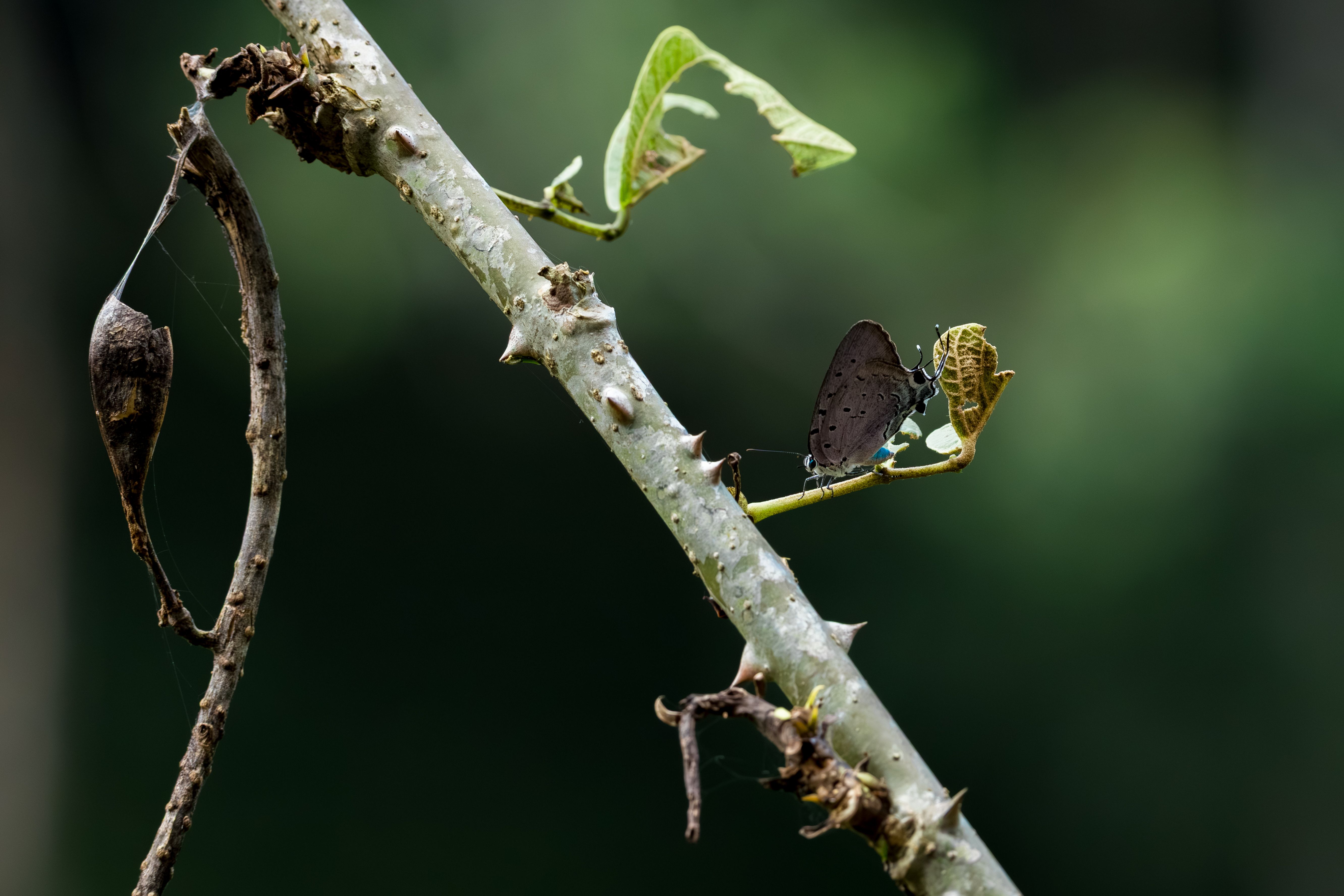 Macro shot of a butterfly on a thorny branch next to a chrysalis. Lush green bokeh background.