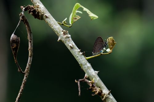 Free Macro shot of a butterfly on a thorny branch next to a chrysalis. Lush green bokeh background. Stock Photo
