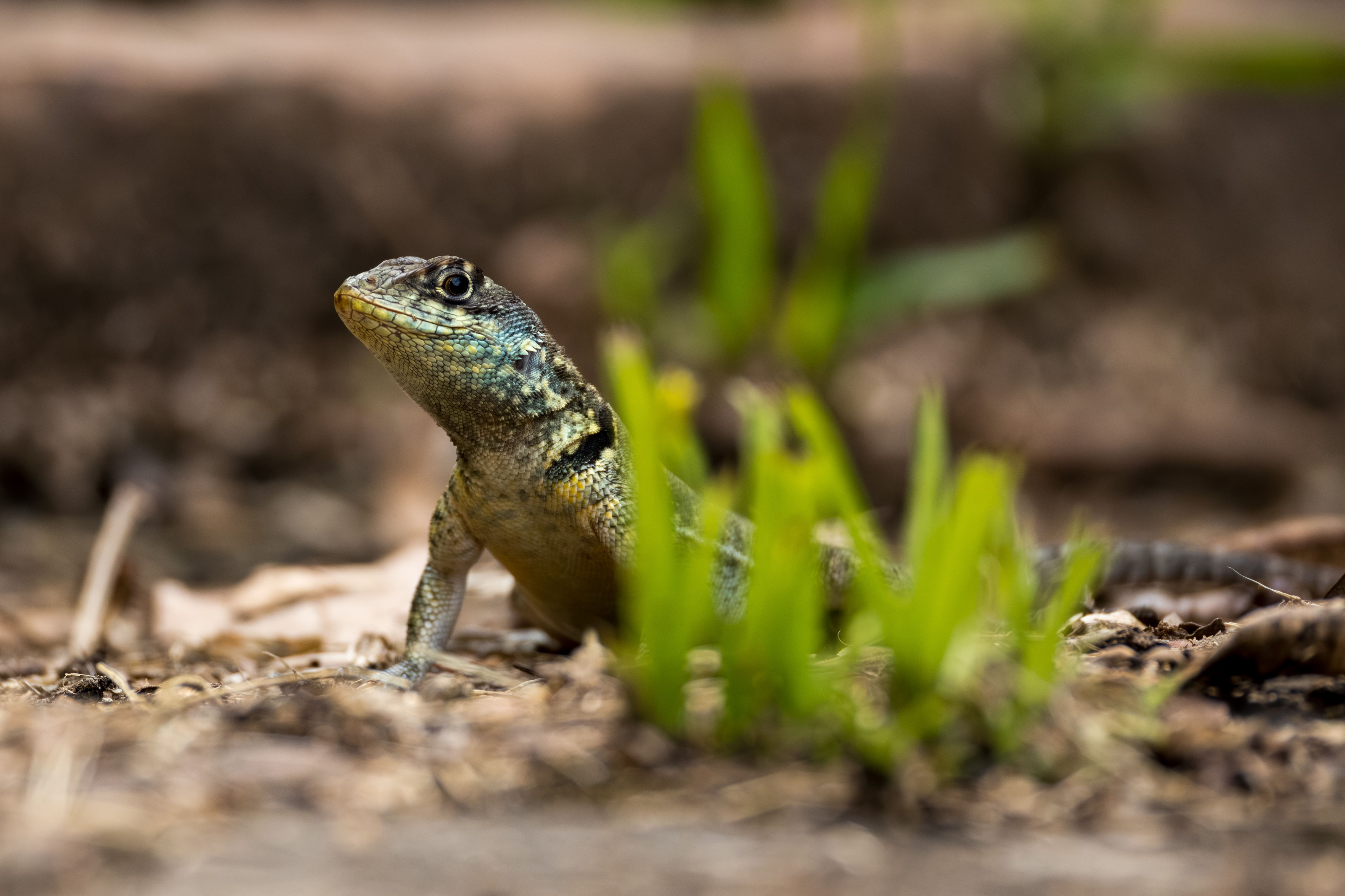 Close-Up of a Lizard in Its Natural Habitat · Free Stock Photo