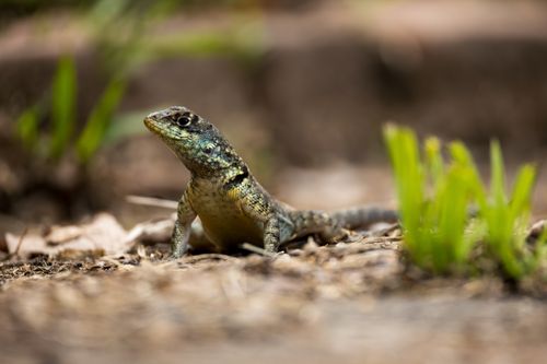 Free A detailed close-up of a lizard on the forest floor, showcasing its natural habitat and features. Stock Photo