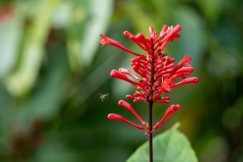 Free Close-up of a vibrant red flower with a bee hovering nearby, set against a lush green backdrop. Stock Photo