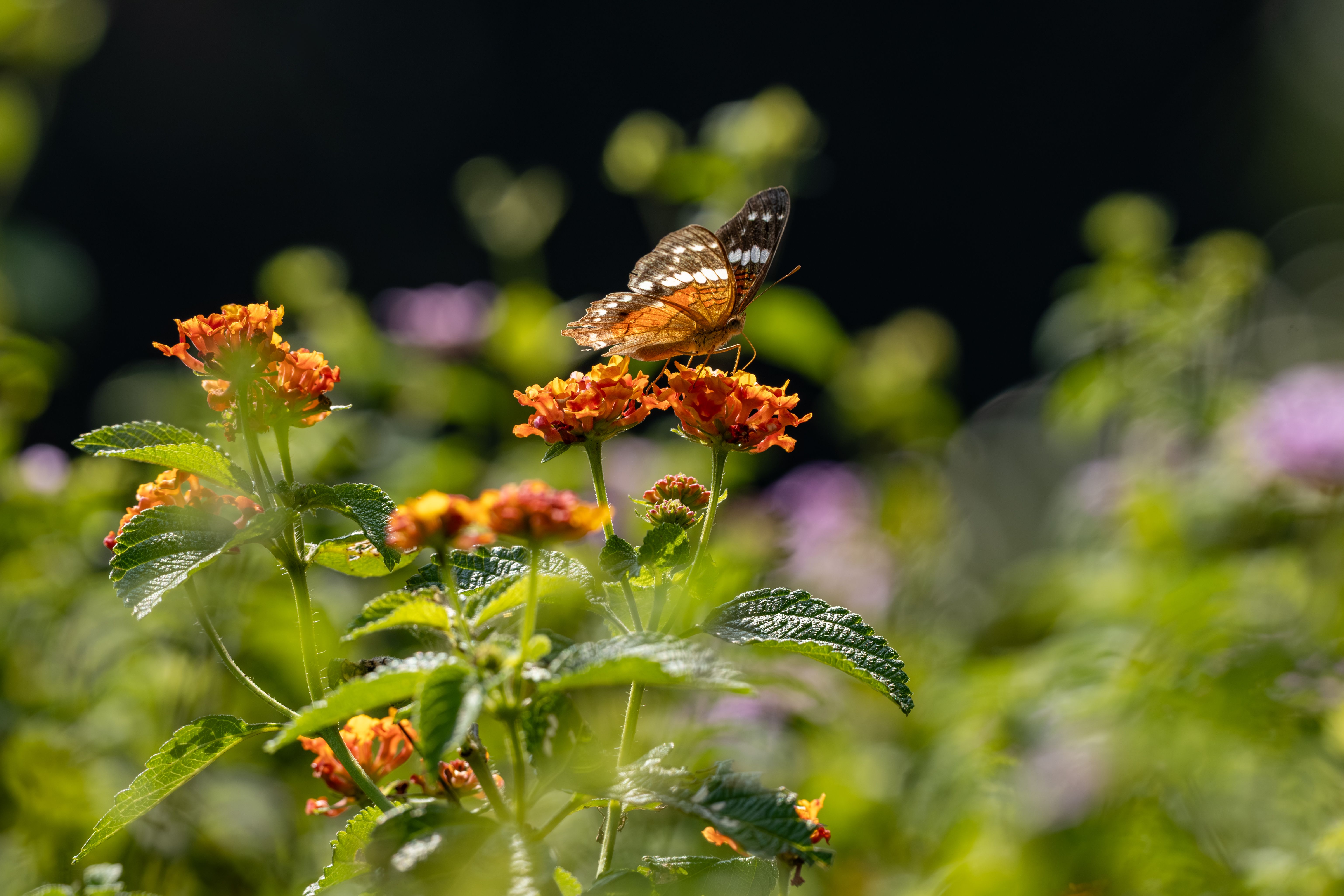 10 plantes incontournables pour attirer la faune dans votre jardin