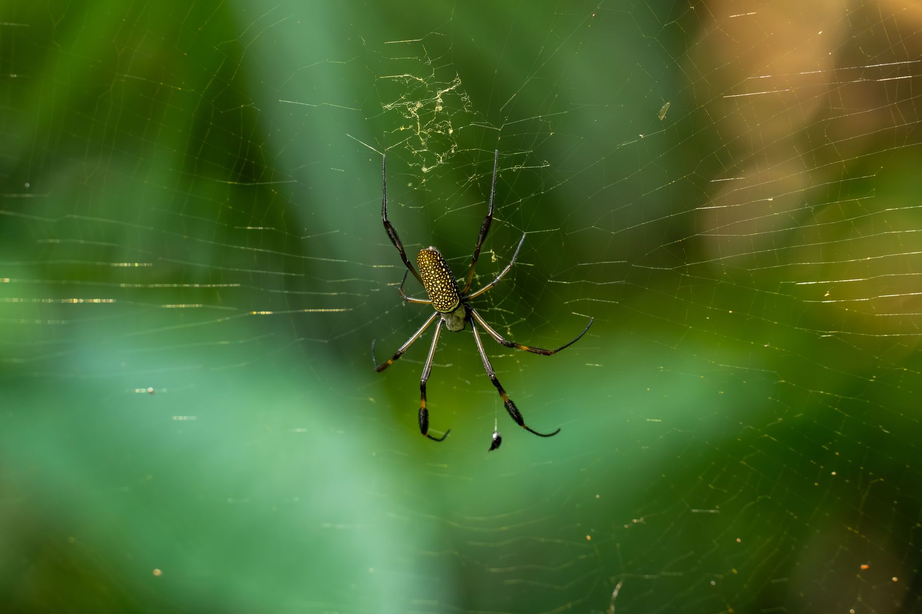 Close-up of a golden orb weaver spider detailed on its web against a vibrant green background.