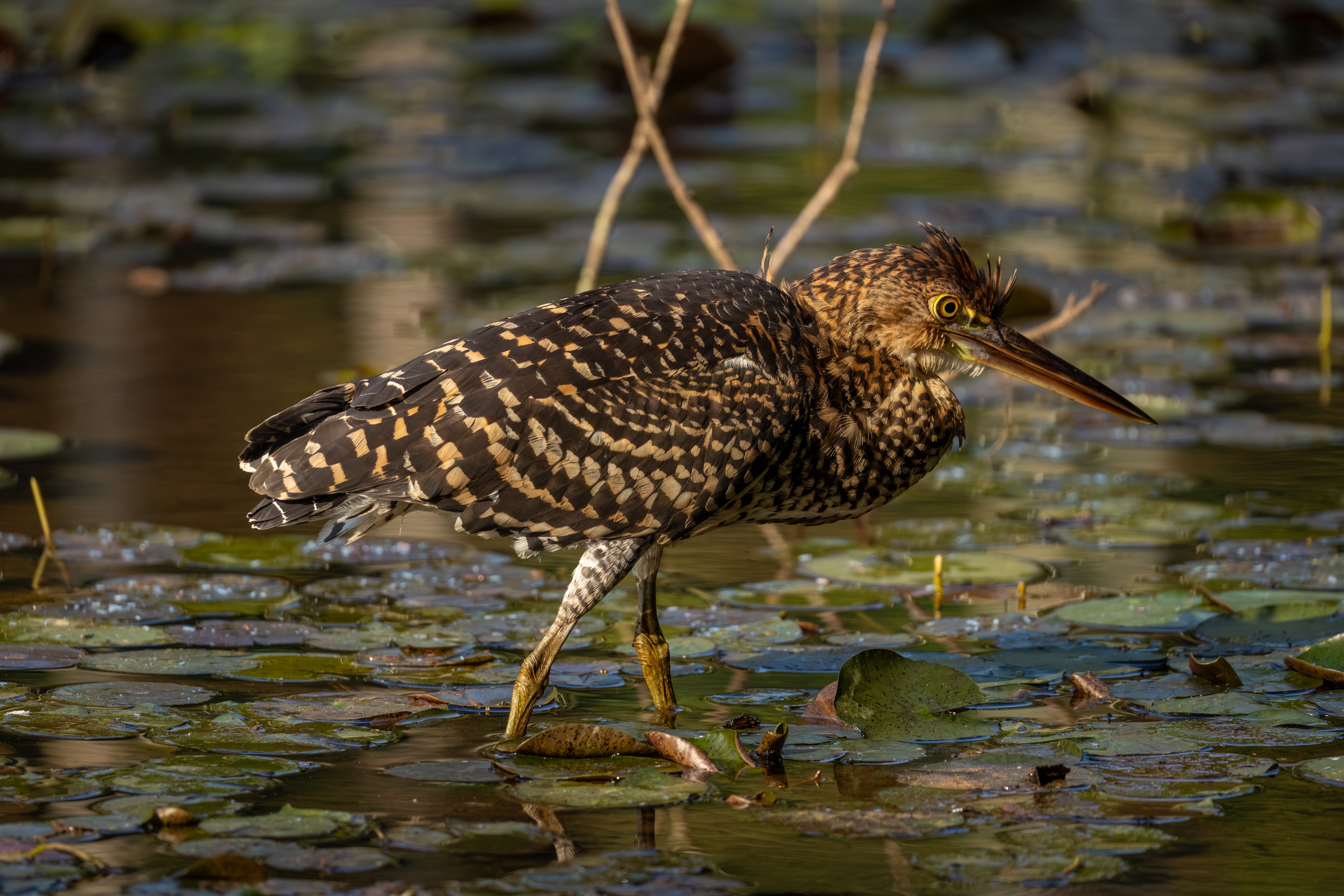 Juvenile Green Heron Among Lily Pads in Wetland · Free Stock Photo