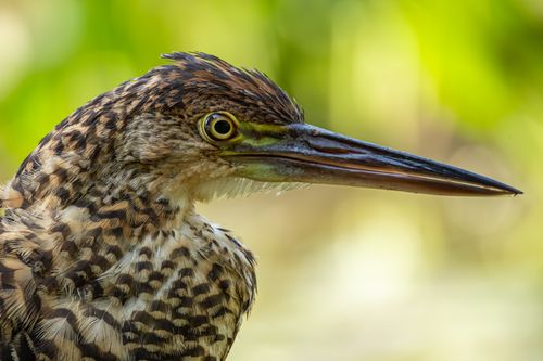 Free Detailed close-up image of a juvenile heron with vibrant eye detail and feather texture. Stock Photo