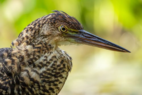 Free Intimate close-up of a juvenile heron with blurred natural background. Stock Photo