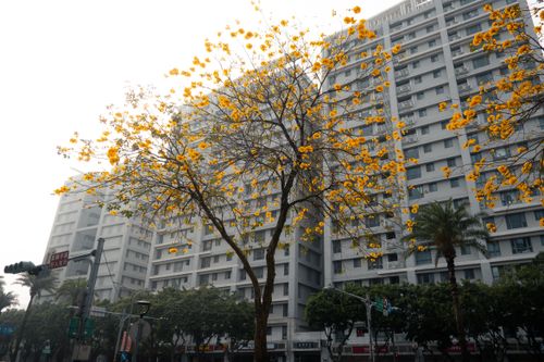 Free Vibrant yellow flowers in bloom against a tall urban highrise, capturing the essence of spring. Stock Photo