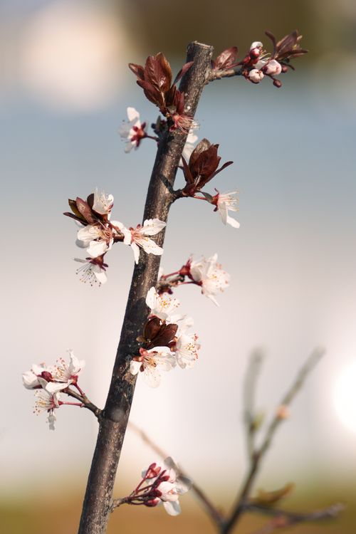 Free Close-up of beautiful white cherry blossoms on a branch signaling the arrival of spring. Stock Photo