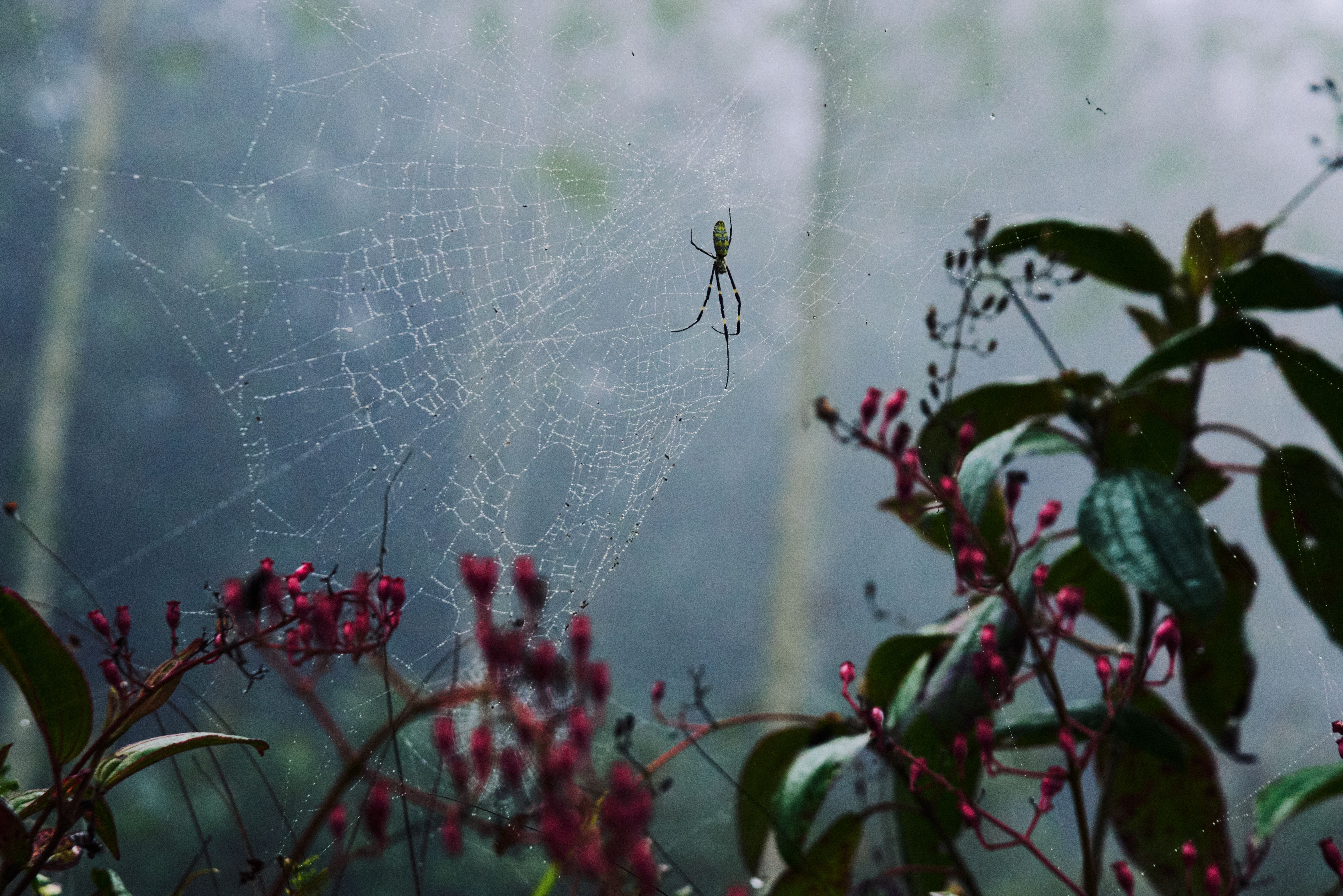 Close-up of a spider in a web among misty plants in a garden.