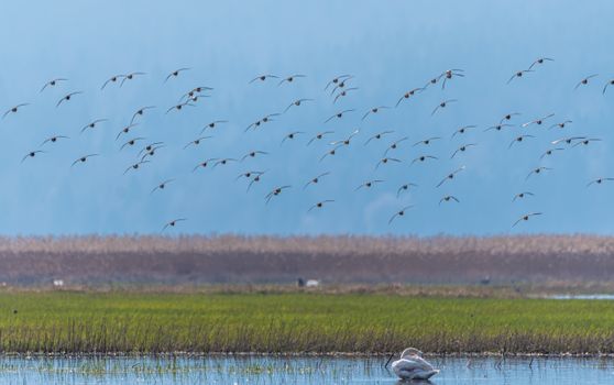 Birds in flight above serene wetlands landscape during springtime, showcasing nature's beauty.