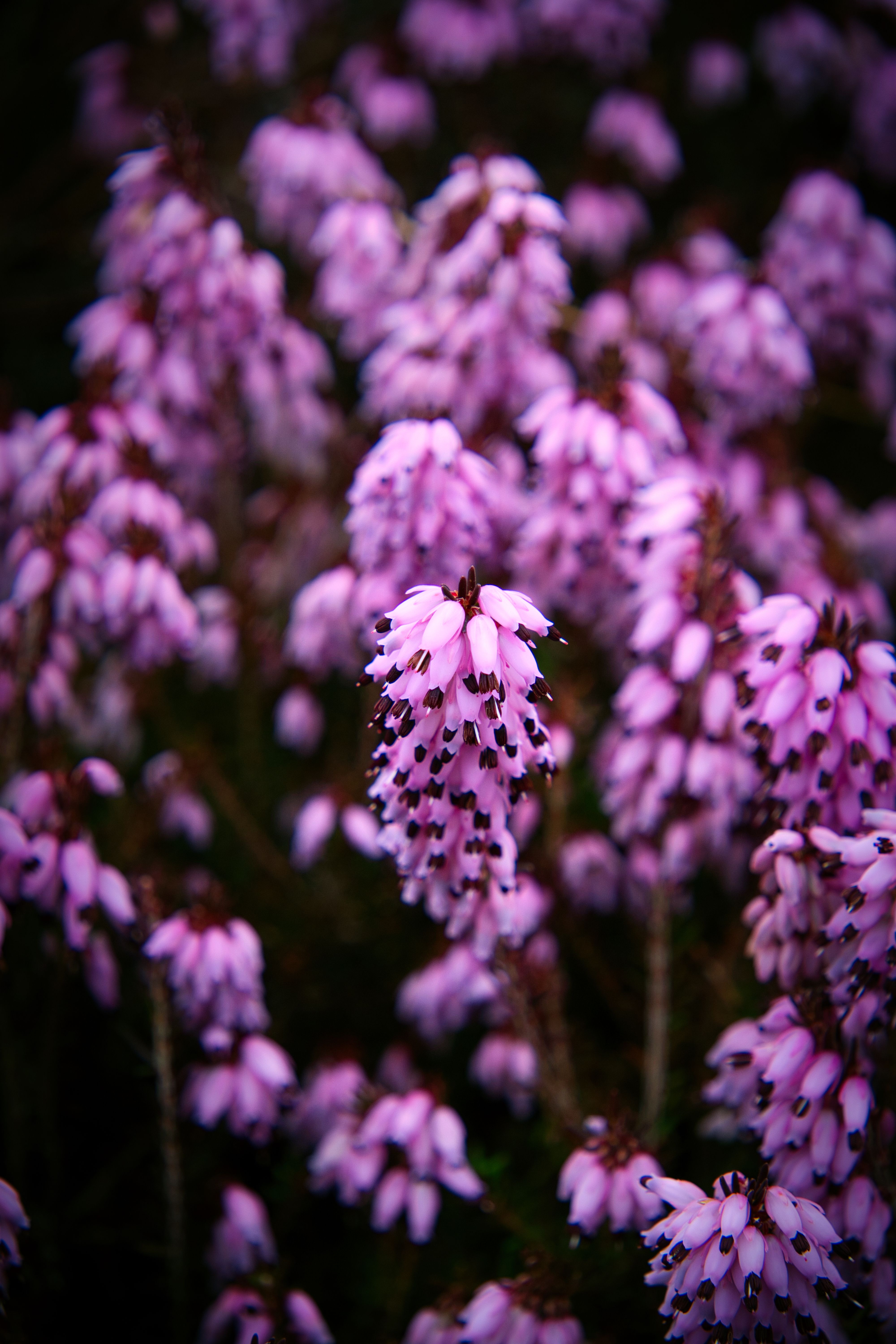 A detailed view of pink heather flowers in full bloom, showcasing nature's beauty.