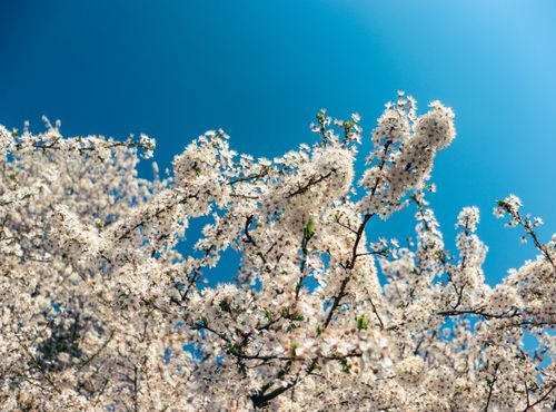 Free Beautiful cherry blossom branches in full bloom under a bright blue spring sky. Stock Photo