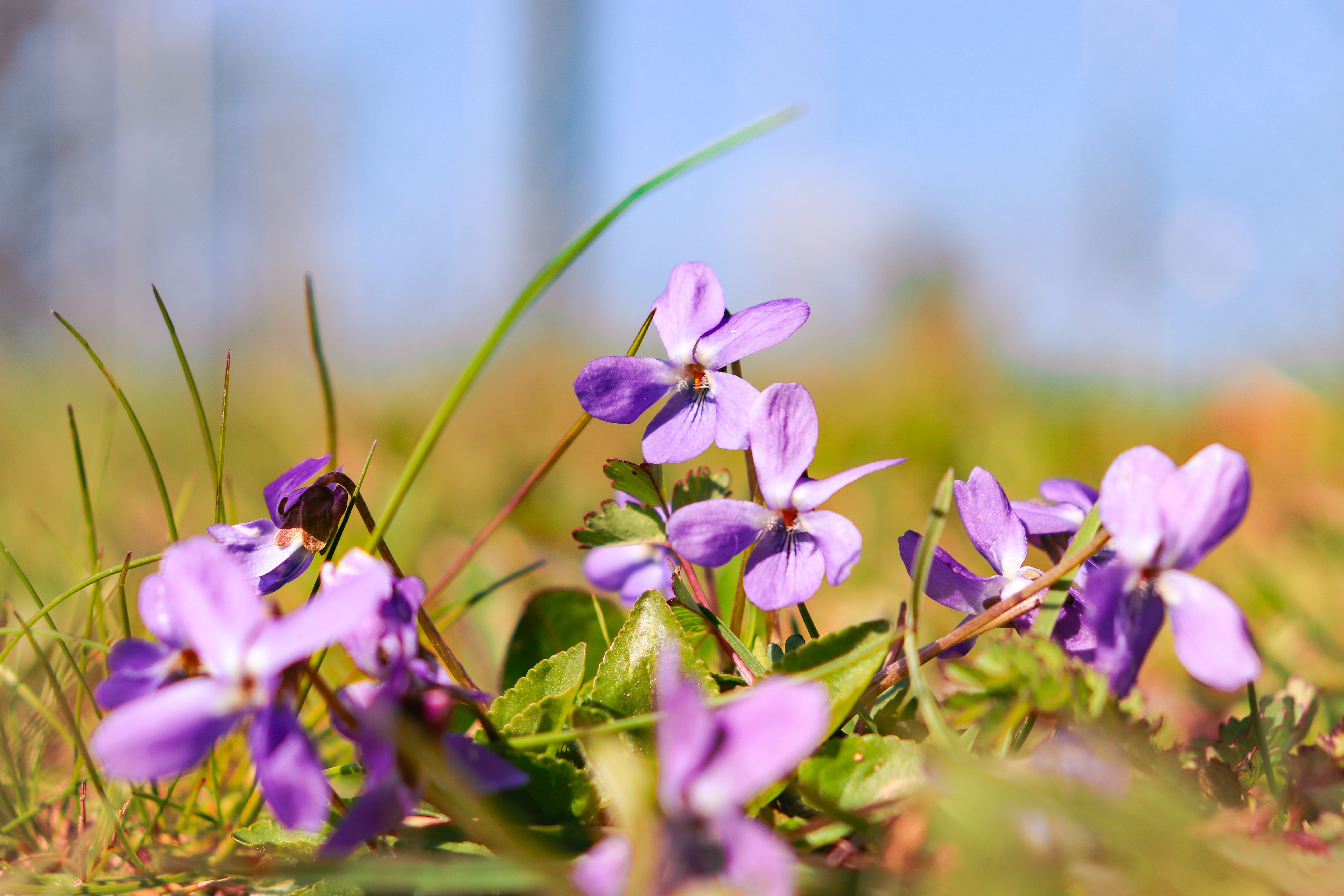 Close-Up of Wild Purple Violets in Spring · Free Stock Photo