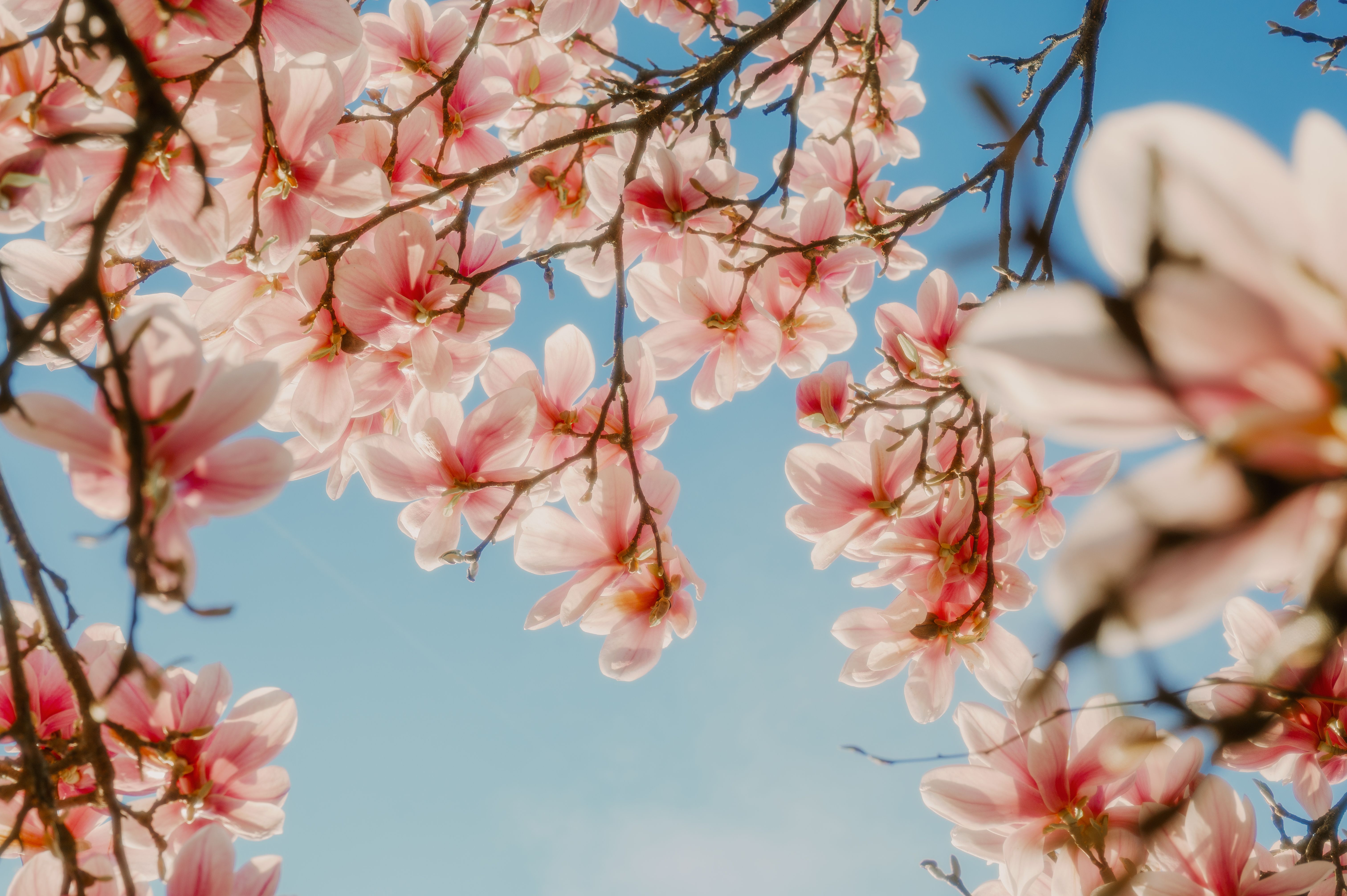 Ramos de flores de magnólia em plena floração contra um céu azul claro, simbolizando a chegada da primavera e renovação natural.