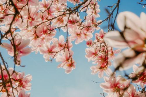 Free Vibrant pink magnolia flowers blooming in spring with a clear blue sky, captured from below. Stock Photo