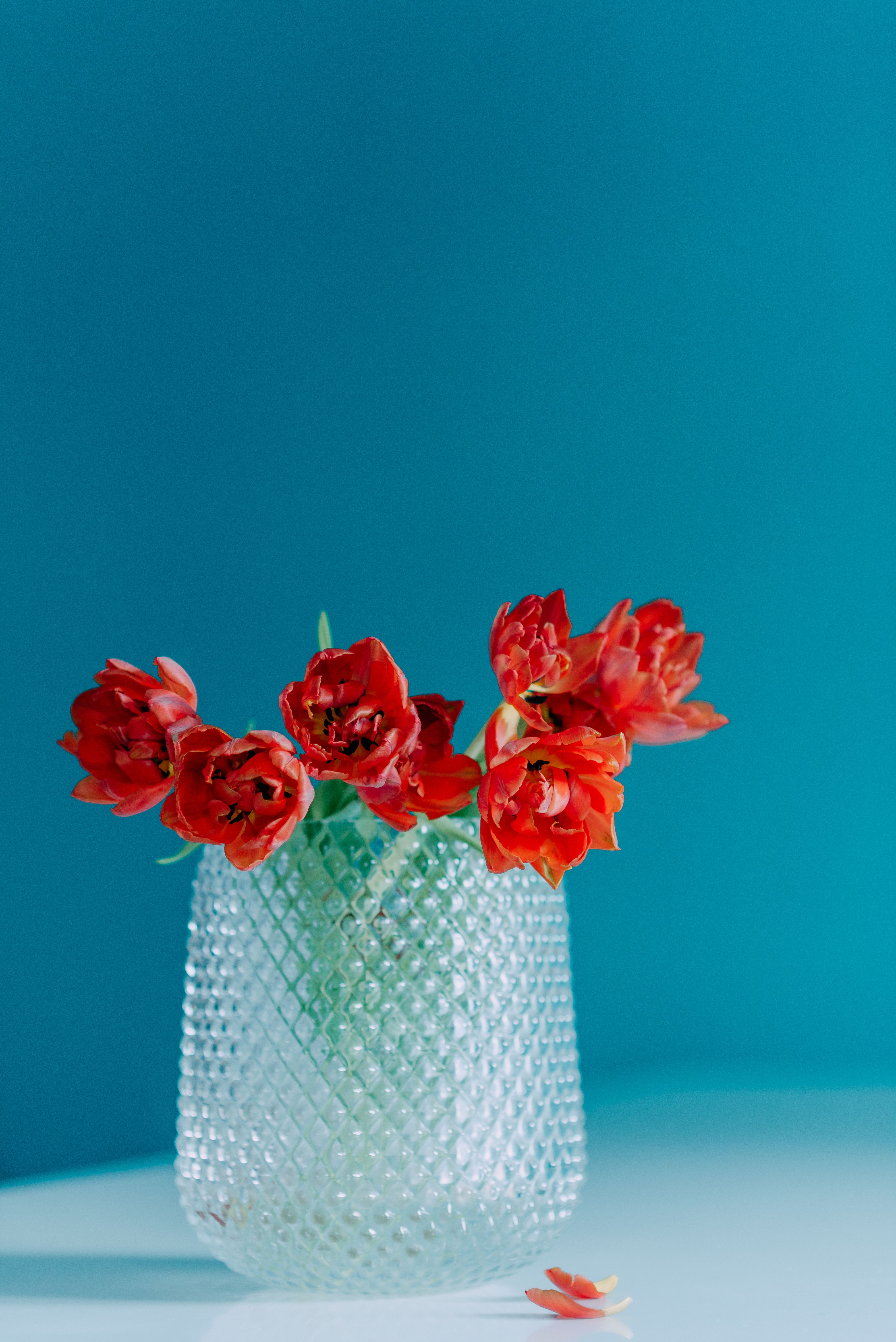 Bright red tulips in a striking crystal vase against a blue background, showcasing a vibrant color contrast.