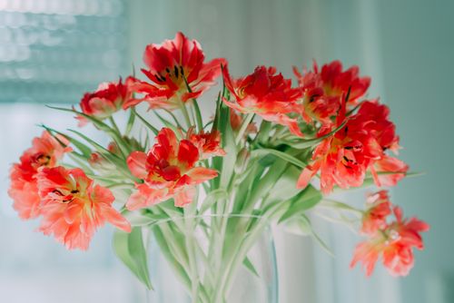 Free A beautiful bouquet of red tulips displayed in a clear glass vase, captured in soft light. Stock Photo