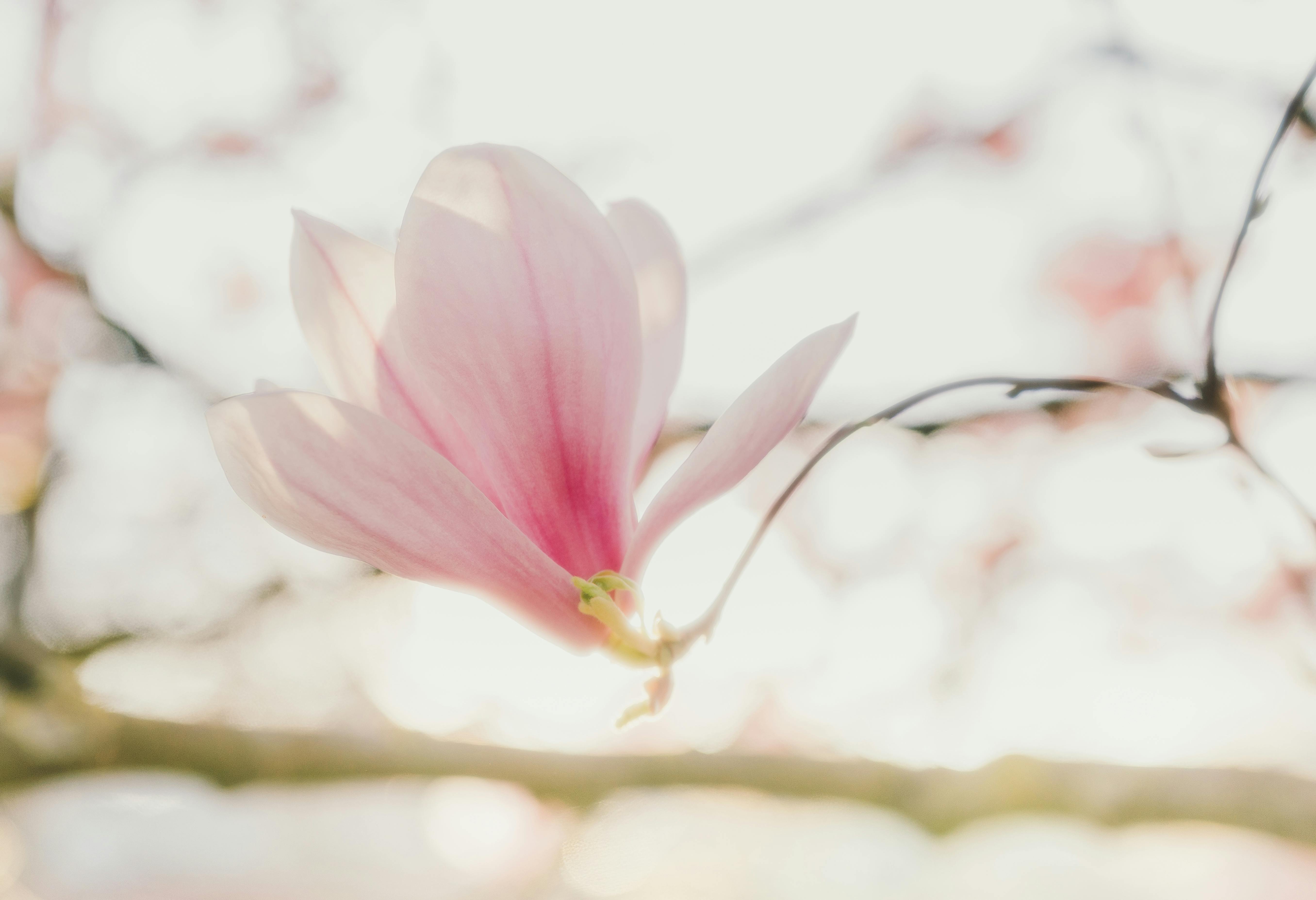 Magnolia’s AAA Hobbies To Close 2026 (Second Half). Iconic Hobby- Craft Emporium — Photo by Lara Farber on Pexels