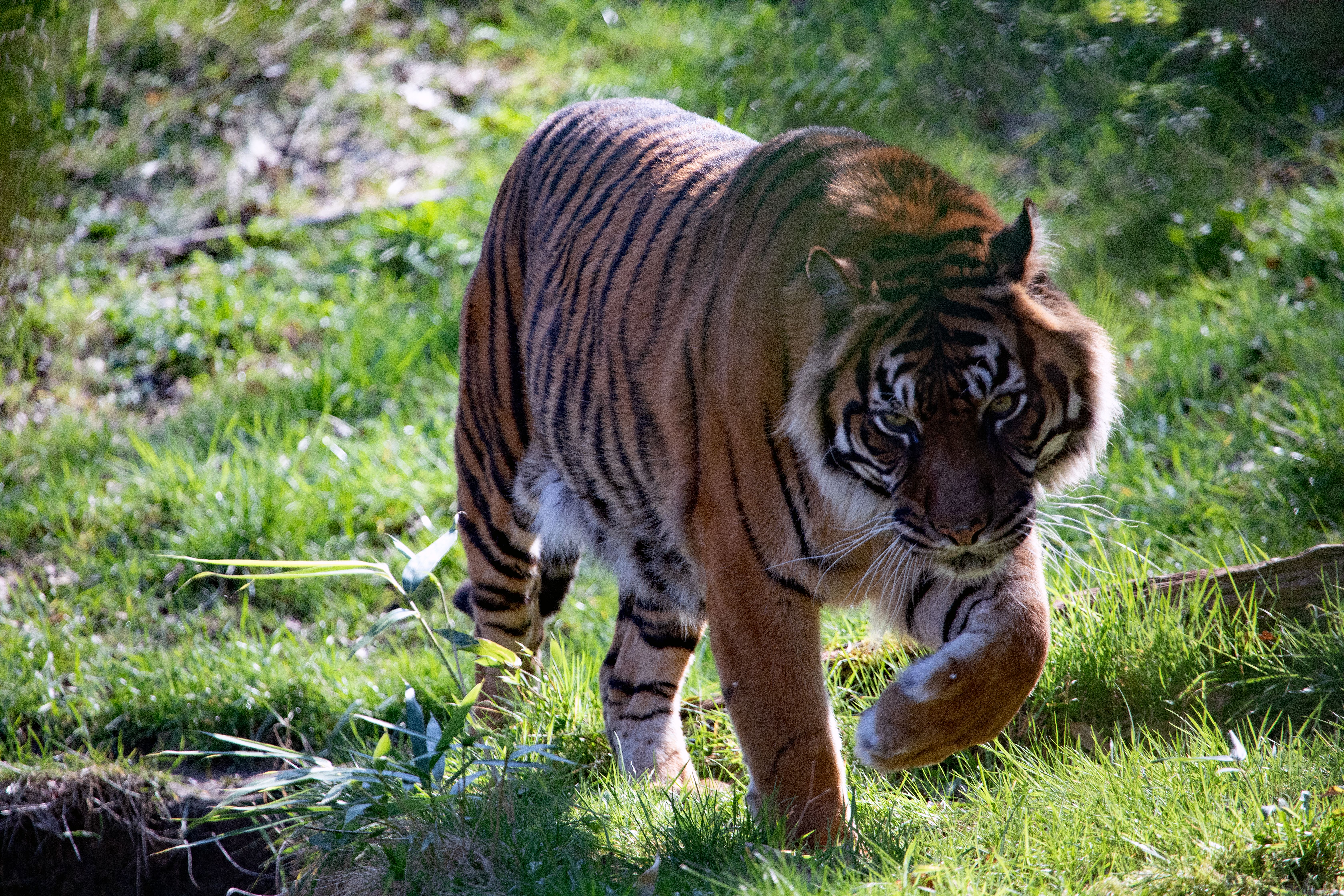 gratis Een prachtige Sumatraanse tijger die rondsluipt in weelderig groen en zijn majestueuze strepen en felle blik laat zien. Stockfoto