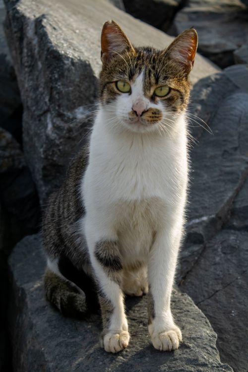 Free Close-up of a tabby cat sitting on rocks outdoors, highlighted by natural sunlight, capturing its inquisitive expression. Stock Photo