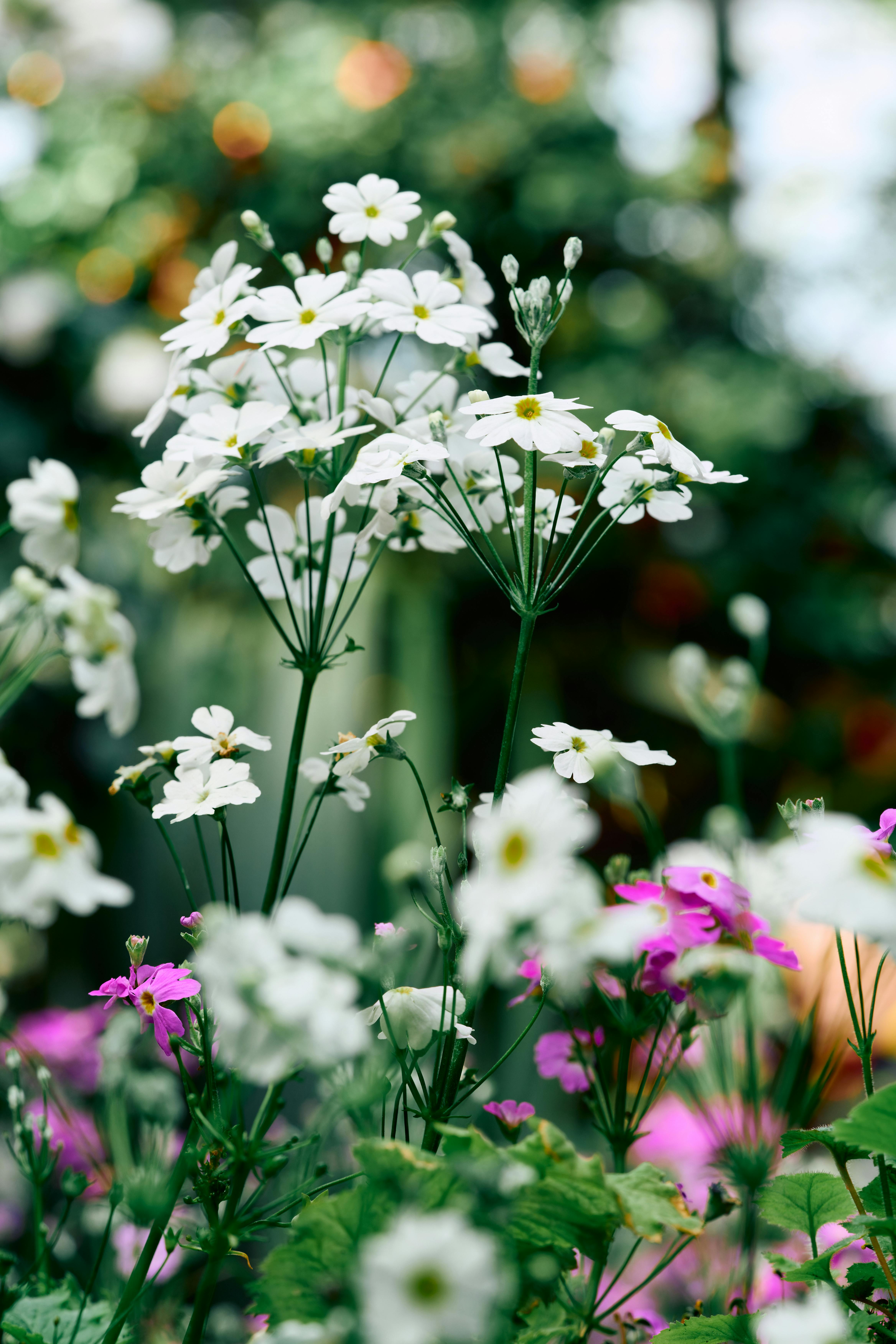 [ColoSach]-a-beautiful-collection-of-white-and-pink-wildflowers-in-full-bloom,-showcasing-nature's-elegance.