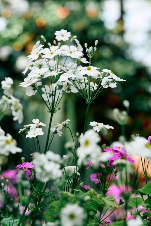 Free A beautiful collection of white and pink wildflowers in full bloom, showcasing nature's elegance. Stock Photo