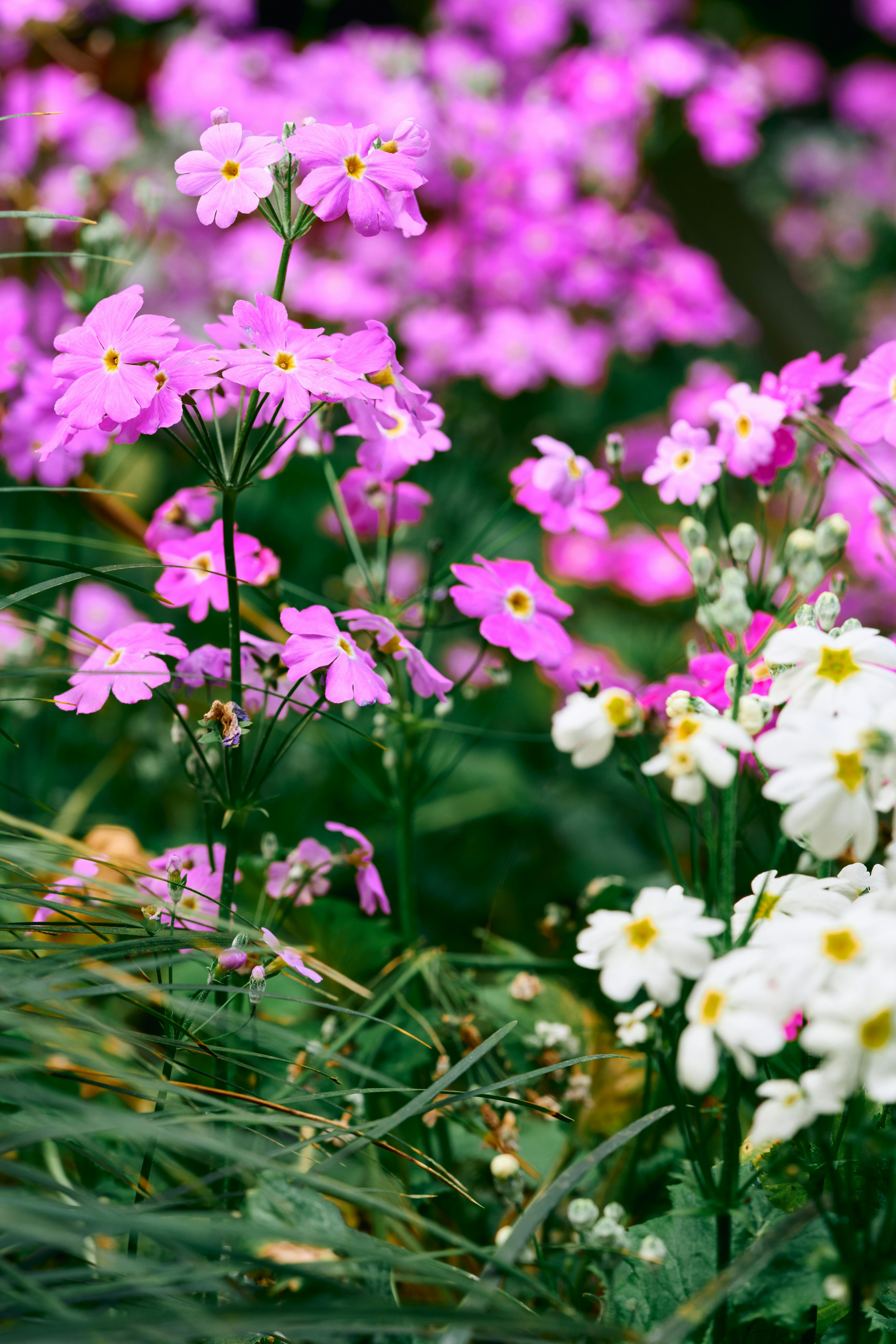 [ColoSach]-beautiful-pink-and-white-primroses-blossoming-in-a-lush-garden-setting.