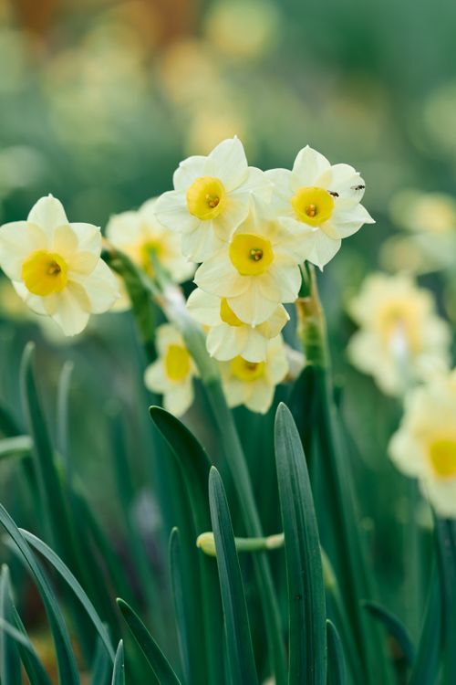 Free Close-up of blooming yellow daffodils in a garden, showcasing vibrant colors and green foliage. Stock Photo