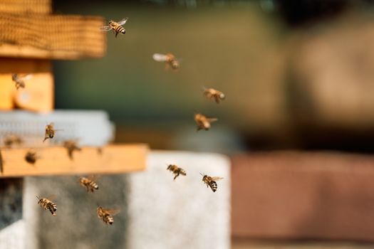 Honey bees flying near a wooden beehive entrance